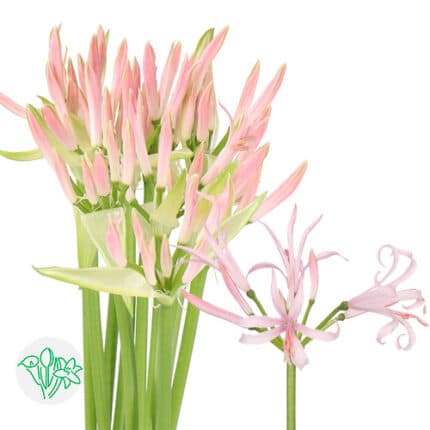 Nerine Pink holl
