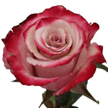Rose Sweetberry 50cm rfi