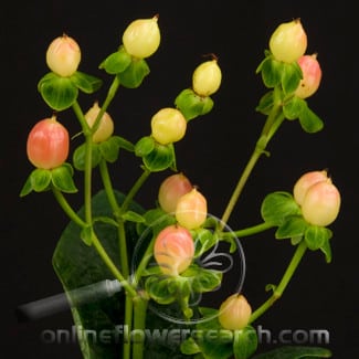 Hypericum honey flair rio