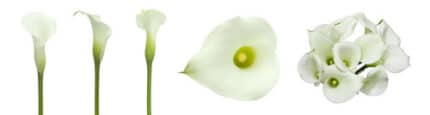 Callas mini white 50 o.b.