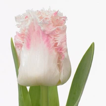 Tulip Frill White Pink tips ho