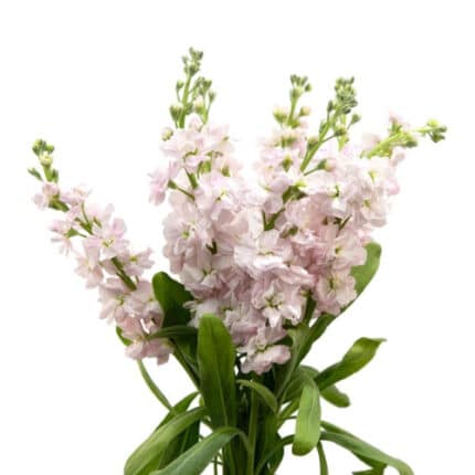 Stock Pale Pink bella