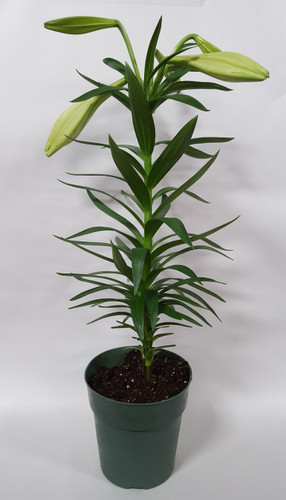 6" BLOOMING EASTER LILY
