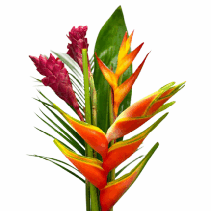 Bouquet Tropical Night nationa