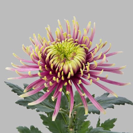 Mum Fugi Baltazar gdns