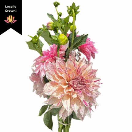 Dahlia Cafe Au Lait (Cream/Lavender) local