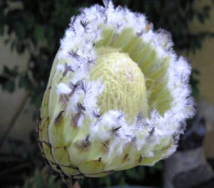 Protea pk mink cal(st)