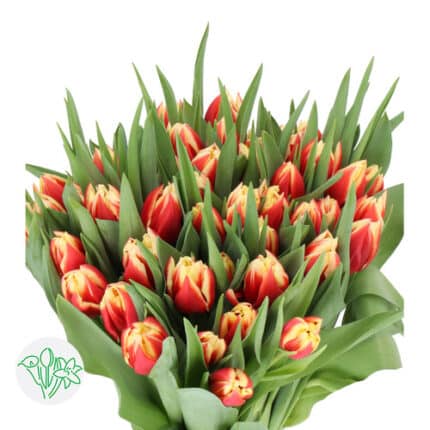 Tulip RedYellow var holl - T RED YEL HOLL