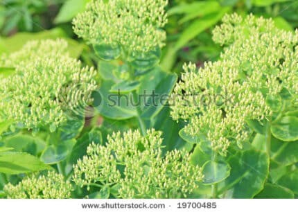 SEDUM holl