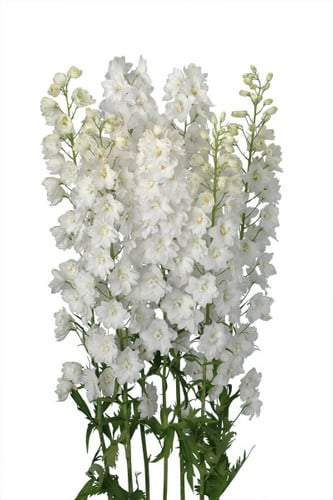 Delph Triton White 60cm fresca
