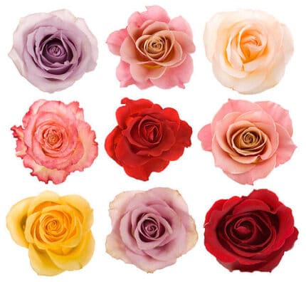 Rose Asst Special 50cm (150cs)