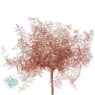 Dried Coral Fern Preserved Cop