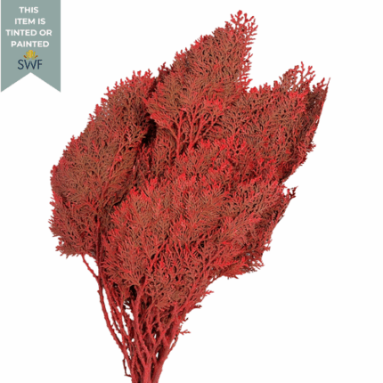 Arbrvitae Cristmas red