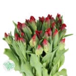 Tulip Red Parrot holland - Image 2