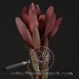 LEUCO burgundy misty