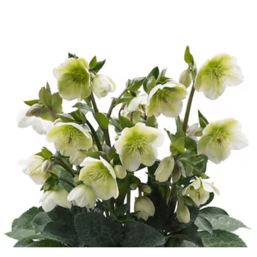 3e97fc45-c9fa-4577-8efe-40414b5f8ed4.png Helleborus Molly Green holl - Image 1
