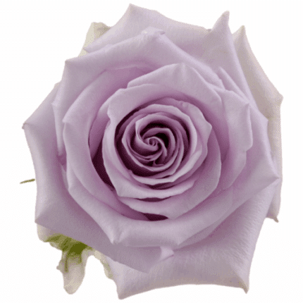 Rose Ocean Song 50cm gro