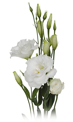 Lisianthus White by