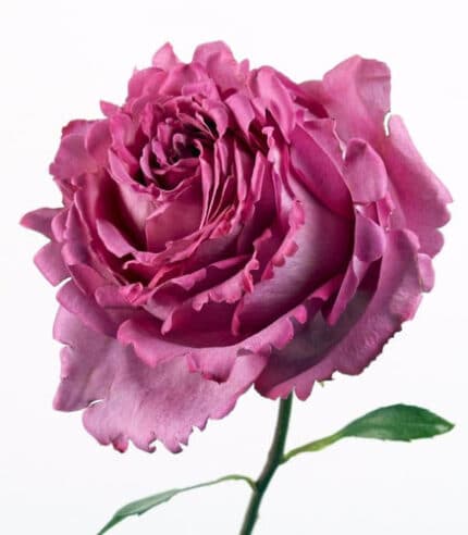 Rose Yves Piaget holex(12st)