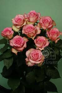 RoseSpray Vict SweetUnique(20s