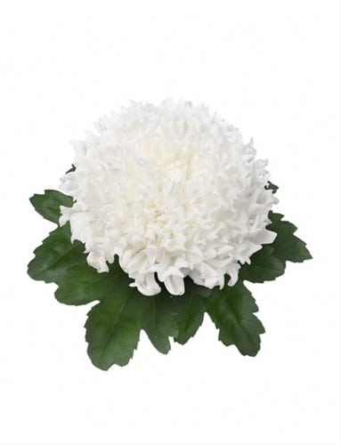 Mum Disbud Einstein White gdns