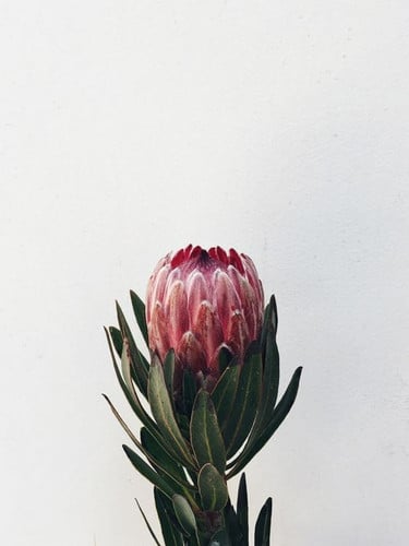 Protea Coleman ov(st)