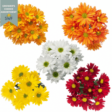 Pom Daisy Fall Asst(12case)sole