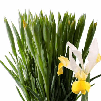Iris Apollo holl(yellow)