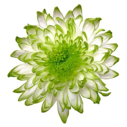 Mum Cremon Lime trilogy