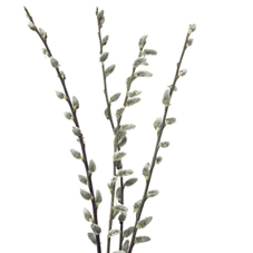 PussyWillow Branchy paradise