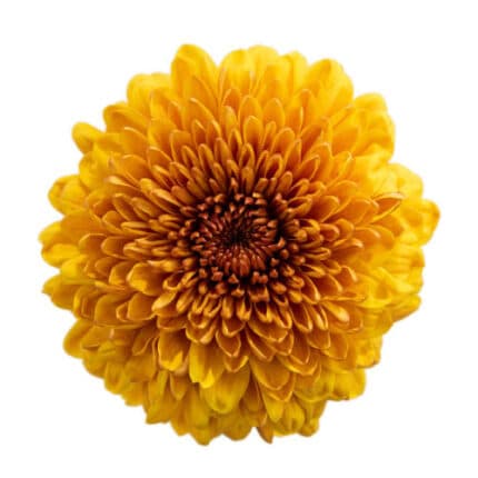 Mum Disbud Ball Bronze holex(5st).