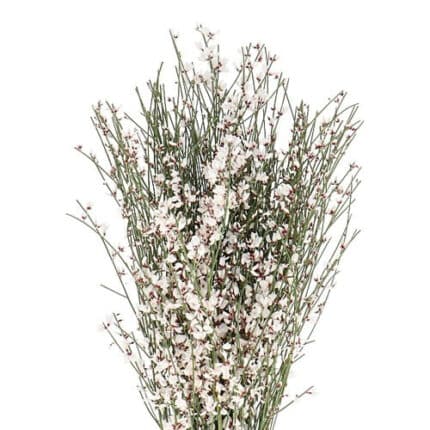 Ginestra White mellano
