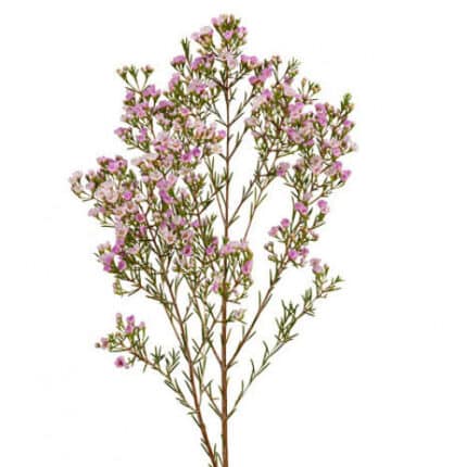 Waxflower Dancing queen s.v.