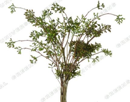 Eucalyptus Naked Seeded region