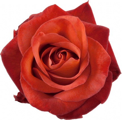 Rose Coffee Break 50cm rprima