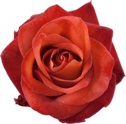 3f49709a-4295-4585-9473-b2b69e5fd7cf.png Rose Coffee Break 50cm rprima - Image 1