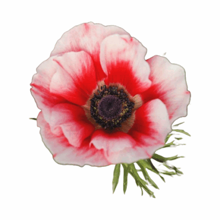 Anemonie White Red hendricks