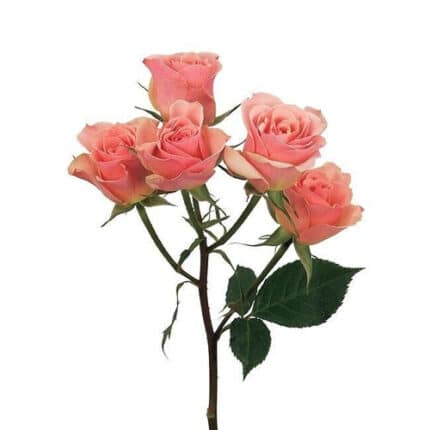 RoseSpray Ilse much