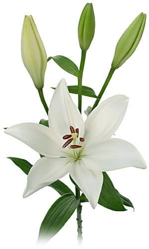 Lily Oriental White canada