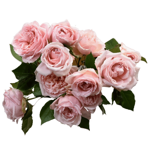 3f65476e-d079-43c9-bf3b-65b16f498bb7.png Rose Gdn Maria Pia 40cm(12st) florecal - Image 1