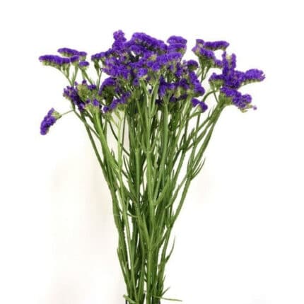 Statice Purple valleflor -