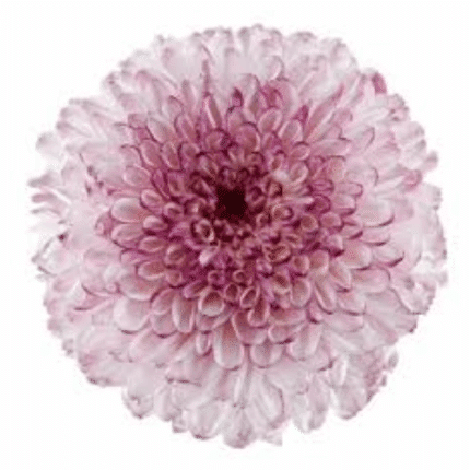 Mum Disbud Ball Shortcake inte