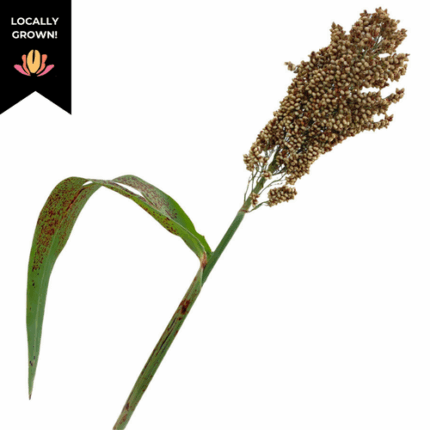 Sorghum Green cramer