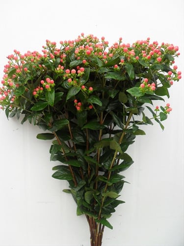 Hypericum Coral fresca