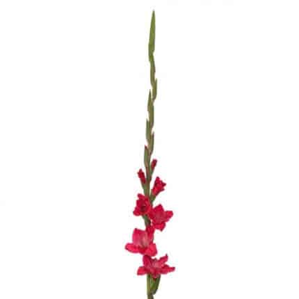 Glad Fuchsia cal.