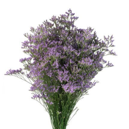 Limonium Skylight misty