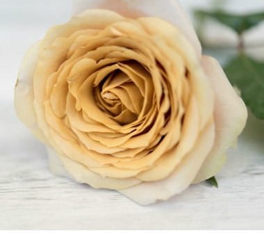 Rose Gold Mustard holl(10st)