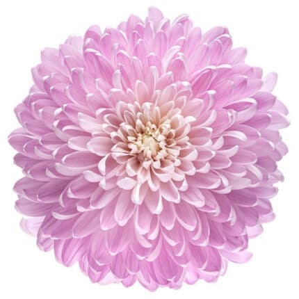 Mum Disbud Magnum Pink gdns