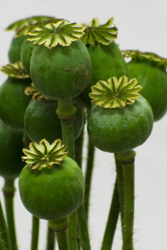 Poppy Pods fresh pak