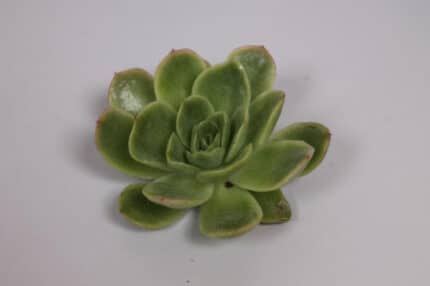 Succelent Echeveria Gilva(stem